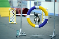 Local Dog Agility Event