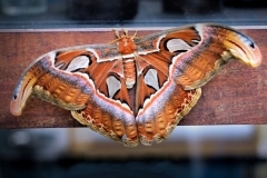 Atlas moth