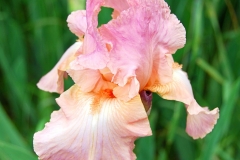 Bearded_Iris