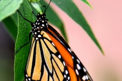 Butterfly_2