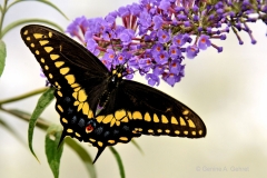 Butterfly_3