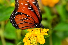 Butterfly_4