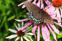 Butterfly_on_Cone_Flower