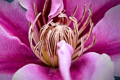 Clematis 2018macro vign