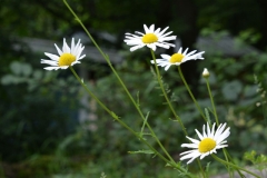 Daisies