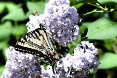 GAG_5552swallowtail crop