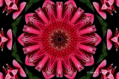 Kaleidoscope_Daisy