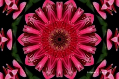 Kaleidoscope_Daisy