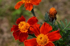 Orange_Marigolds