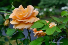 Peach_Rose