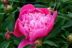 Pink_Peony