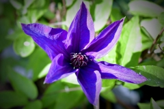 Purple CLematis 2018vign