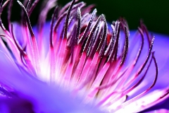 Purple CLematis macro center