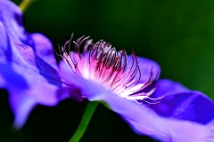 Purple CLematis macro