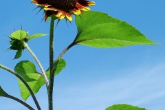 Sun_Worshiper