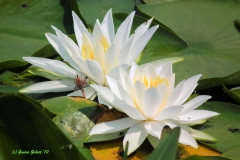 Water_Lillies