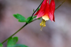 Wild_Columbine