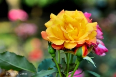 Yellow_Rose