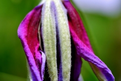 pink Clematis bud, macro