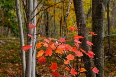 261_Budding_MapleWM