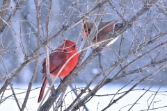 261_Cardinal_pair_3-17