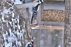 261_Downey_woodpeckers_2017_