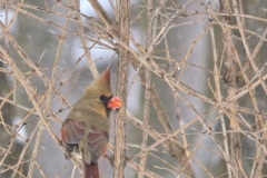 261_Female_cardinal_3-17