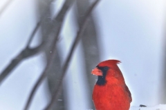 261_Male_cardinal_3-17