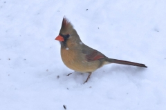 261_female_cardinal_#_2__3-17