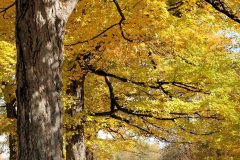 Autumn_Gold