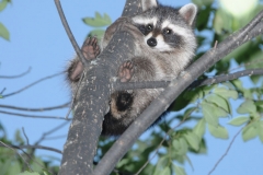 Baby_Racoon