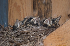 Baby_Robins