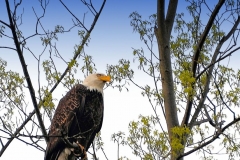 Bald Eagle (shrp)sgnblue filter