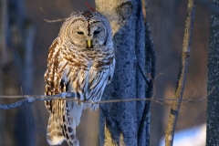 Barred Owl (2015)SharpWM(2)