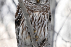 Barred_Owl