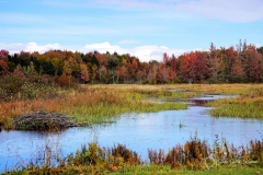 Beaver Pond + WM