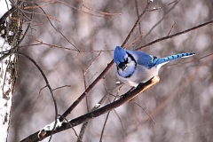 Bluejay_2