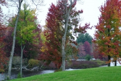 Fall_Foliage