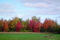 Fall_Kalaidoscope_2010