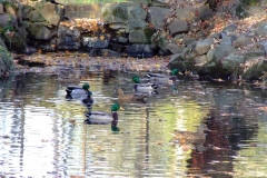 Fowls__and__Autumn_Foliage