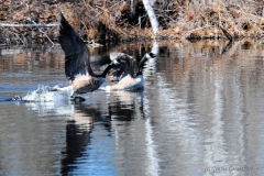 Gehret_Genine_Canadian Geese