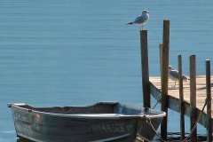 Gulls_and_Calm_Waters