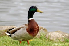 Male_Mallard