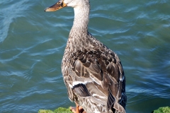 Mallard