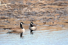 Mated_Pair