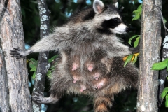 Momma_Racoon