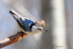 Nuthatch_2