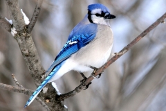 Pesky_Blue_Jay