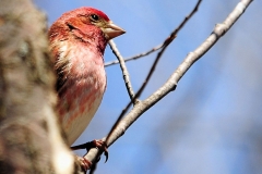 Purple_Finch_2