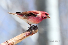 Purple_Finch_3